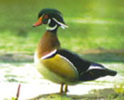 Wood Duck